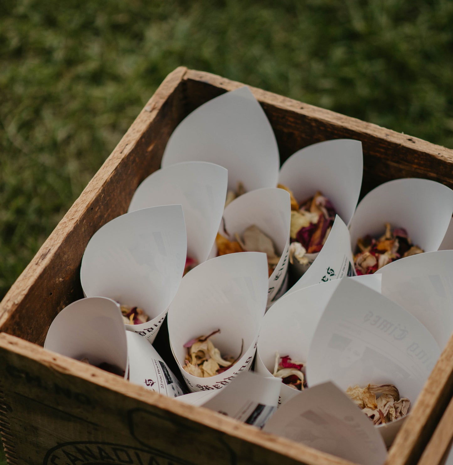 Cônes et confettis de pétales
