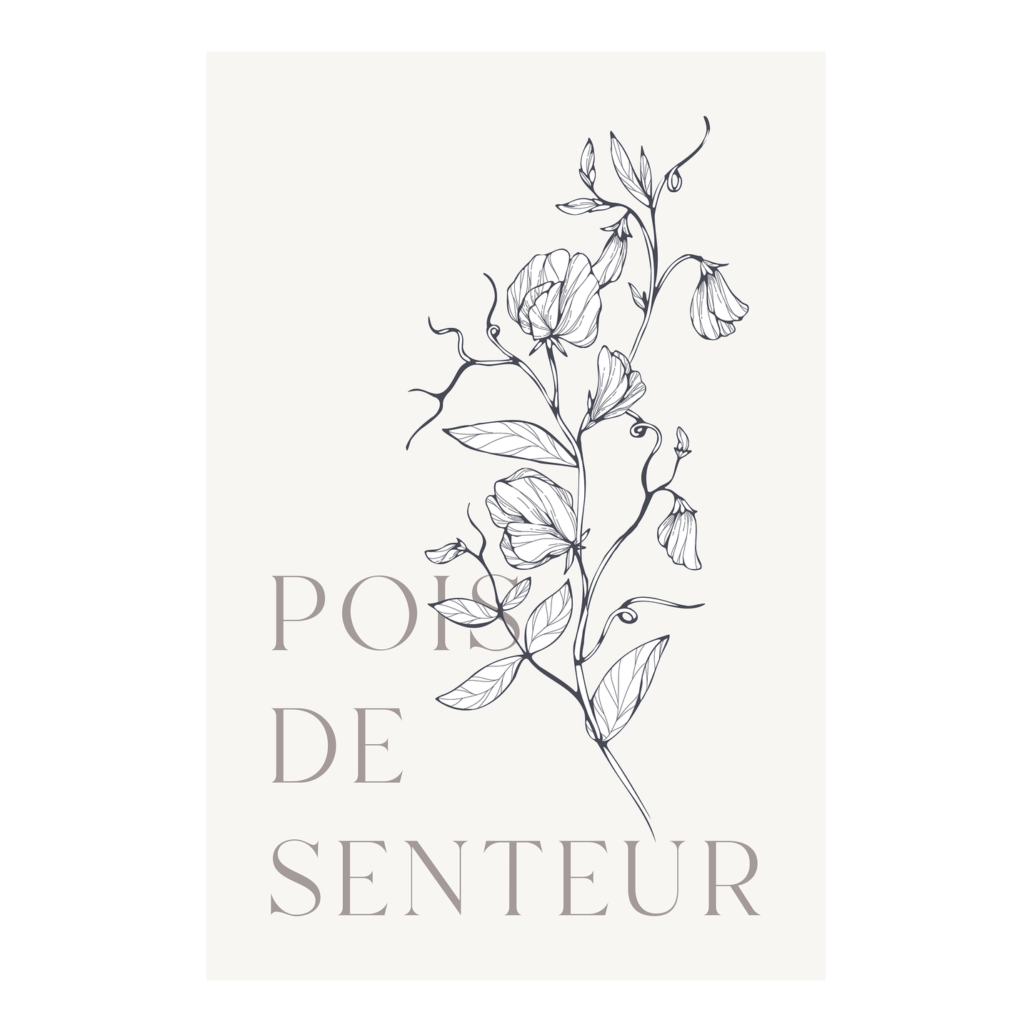 Affiche 12 po X 18 po - Pois de senteur 1