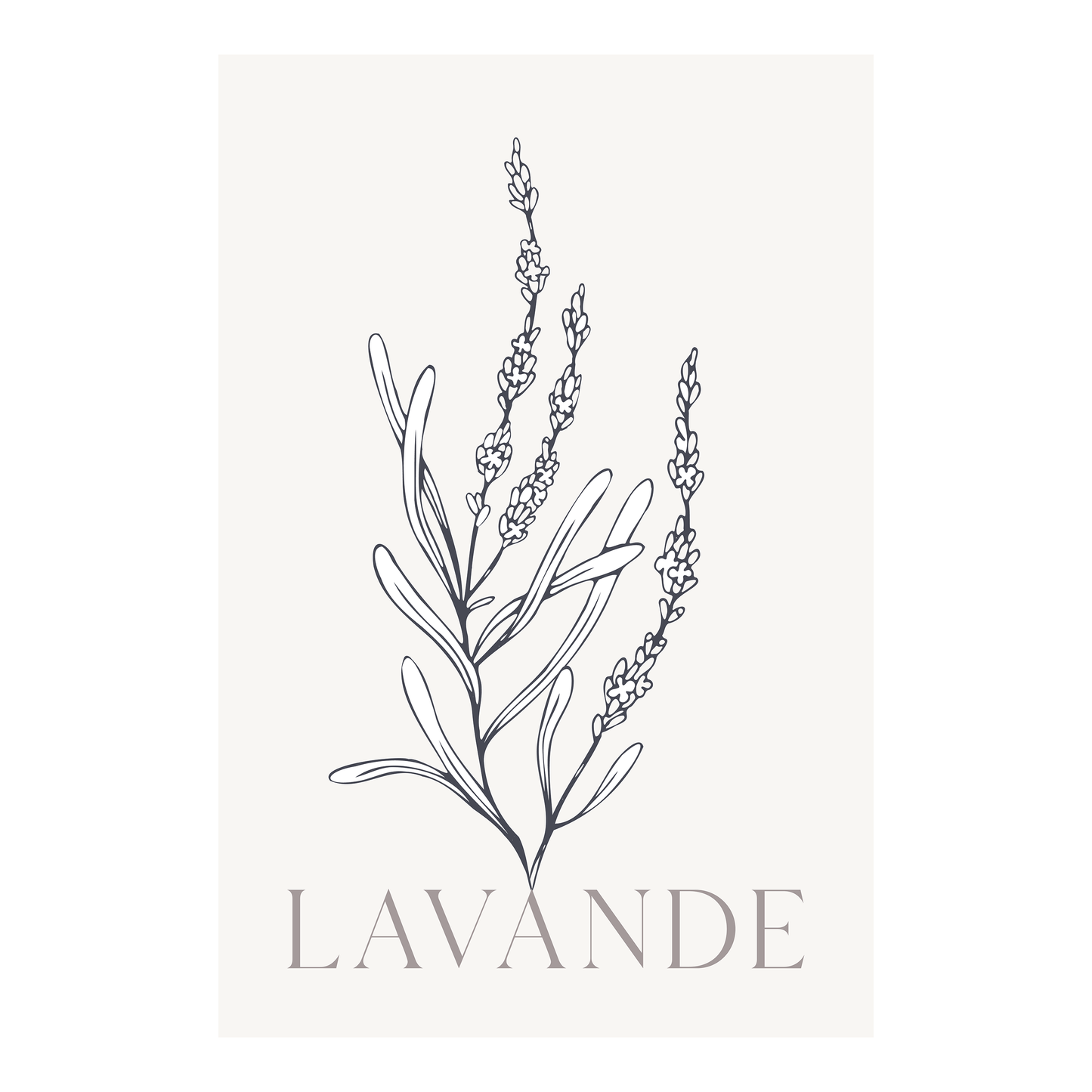 Affiche 12 po X 18 po - Lavande 1