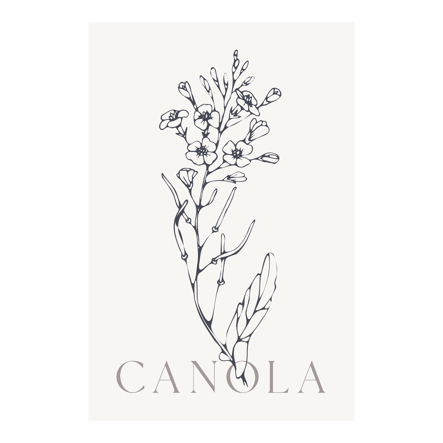 Affiche 12 po X 18 po - Canola