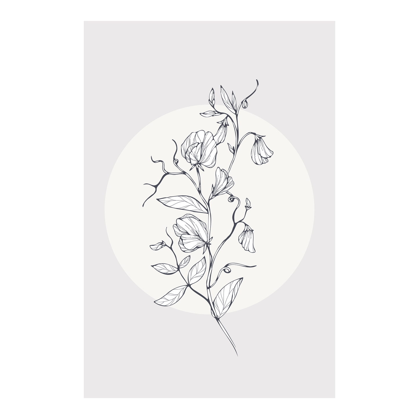 Affiche 12 po X 18 po - Pois de senteur 2