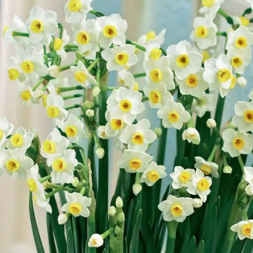 Narcisses Chinese Sacred Lily - Petit bol